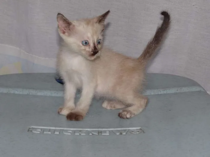 Gato ra a SRD idade 2 a 6 meses nome Sem Nome