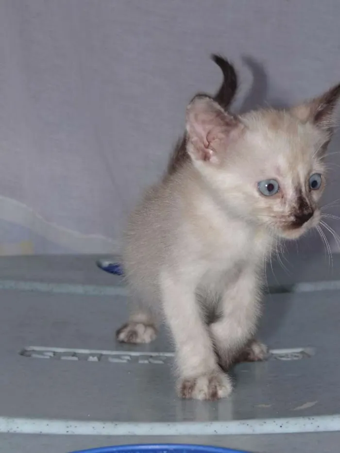 Gato ra a SRD idade 2 a 6 meses nome Sem Nome