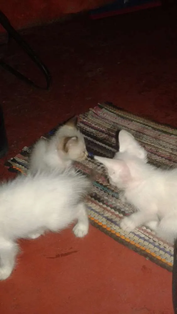 Gato ra a Siamês idade Abaixo de 2 meses nome Sem nome