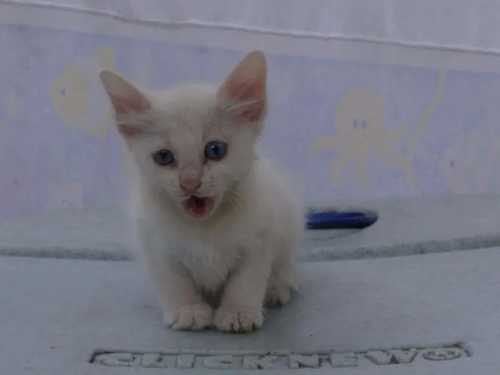 Gato ra a SRD idade 2 a 6 meses nome Sem Nome