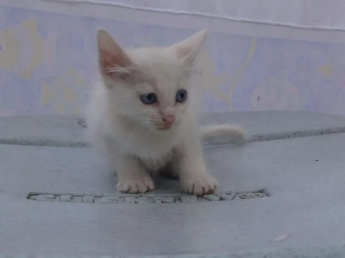 Gato ra a SRD idade 2 a 6 meses nome Sem Nome