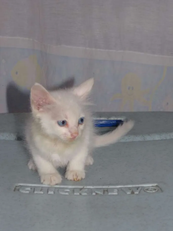 Gato ra a SRD idade 2 a 6 meses nome Sem Nome