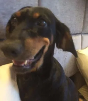 Cachorro raça SRD idade 7 a 11 meses nome Dora