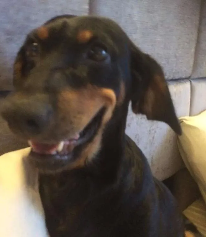 Cachorro ra a SRD idade 7 a 11 meses nome Dora