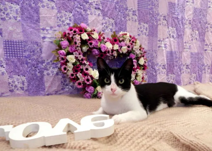 Gato ra a SRD idade 2 a 6 meses nome Nina - castrada, FI