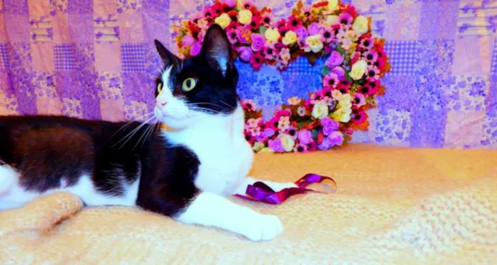 Gato ra a SRD idade 2 a 6 meses nome Nina - castrada, FI