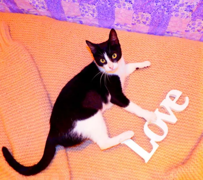 Gato ra a SRD idade 2 a 6 meses nome Nina - castrada, FI