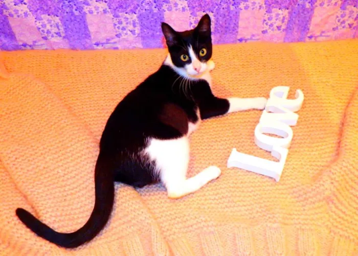 Gato ra a SRD idade 2 a 6 meses nome Nina - castrada, FI