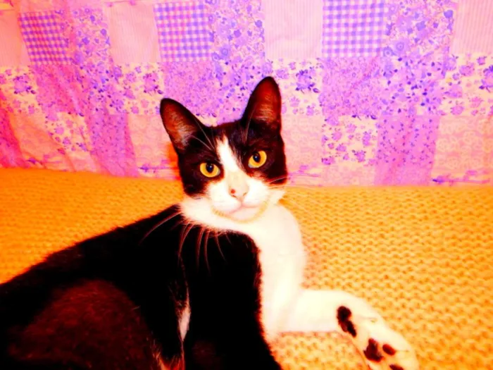 Gato ra a SRD idade 2 a 6 meses nome Nina - castrada, FI