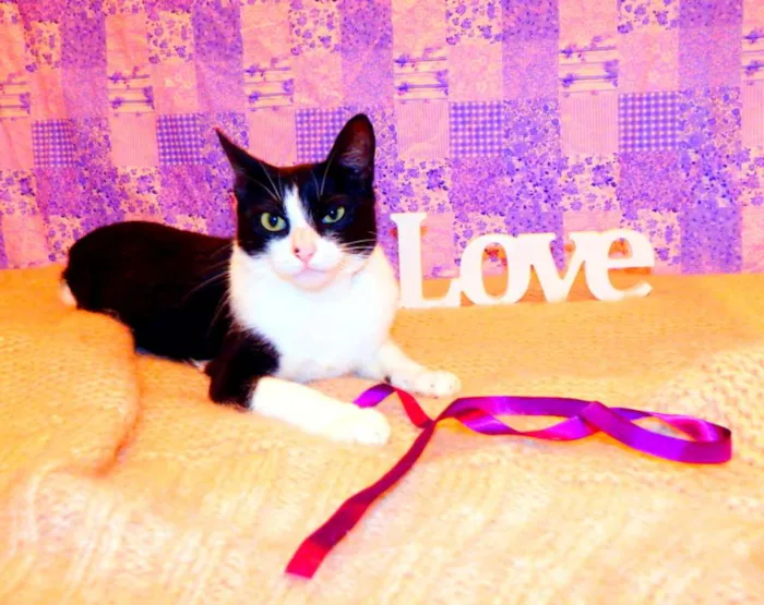 Gato ra a SRD idade 2 a 6 meses nome Nina - castrada, FI