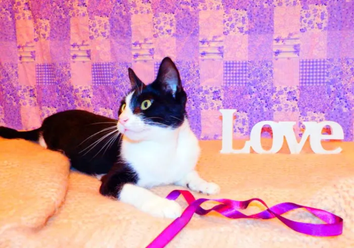 Gato ra a SRD idade 2 a 6 meses nome Nina - castrada, FI