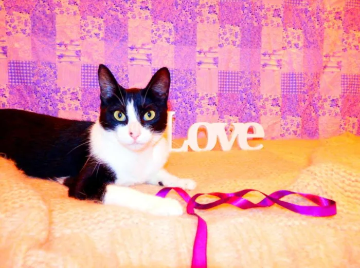 Gato ra a SRD idade 2 a 6 meses nome Nina - castrada, FI