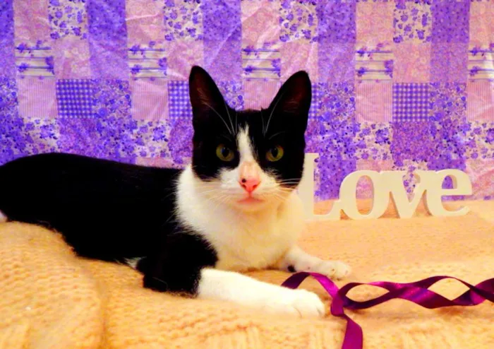 Gato ra a SRD idade 2 a 6 meses nome Nina - castrada, FI