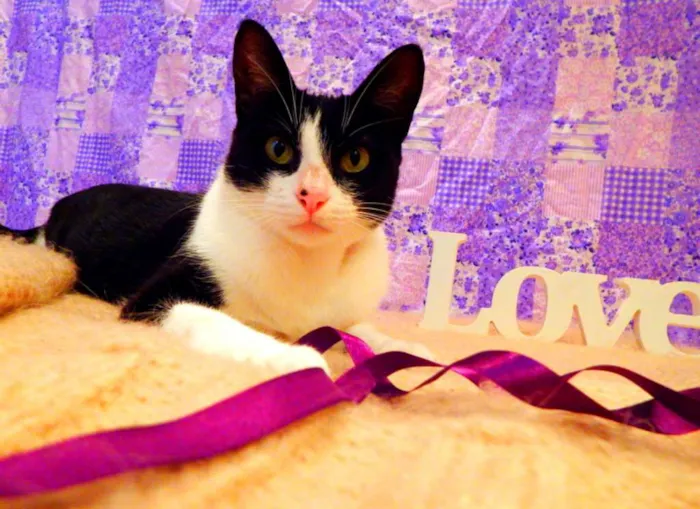Gato ra a SRD idade 2 a 6 meses nome Nina - castrada, FI