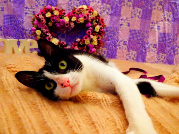 Gato ra a SRD idade 2 a 6 meses nome Nina - castrada, FI
