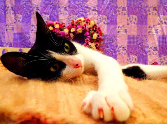Gato ra a SRD idade 2 a 6 meses nome Nina - castrada, FI
