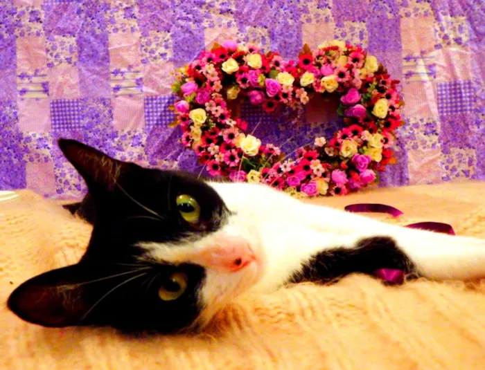 Gato ra a SRD idade 2 a 6 meses nome Nina - castrada, FI