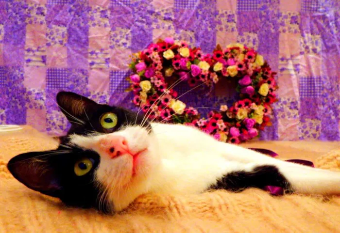 Gato ra a SRD idade 2 a 6 meses nome Nina - castrada, FI
