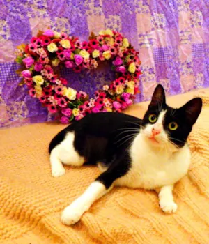 Gato raça SRD idade 2 a 6 meses nome Nina - castrada, FI