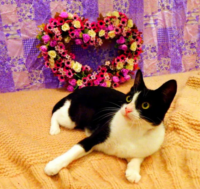 Gato ra a SRD idade 2 a 6 meses nome Nina - castrada, FI
