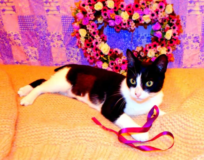 Gato ra a SRD idade 2 a 6 meses nome Nina - castrada, FI