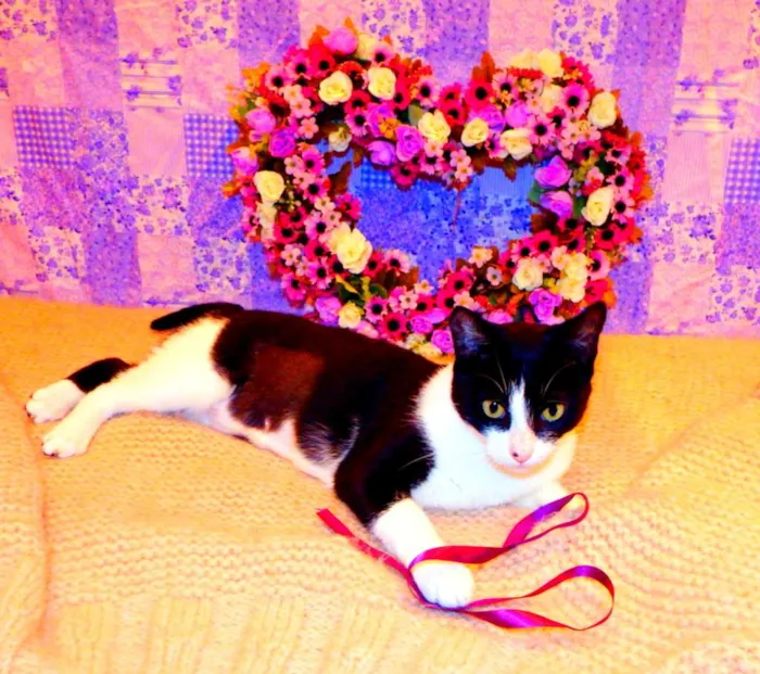 Gato ra a SRD idade 2 a 6 meses nome Nina - castrada, FI