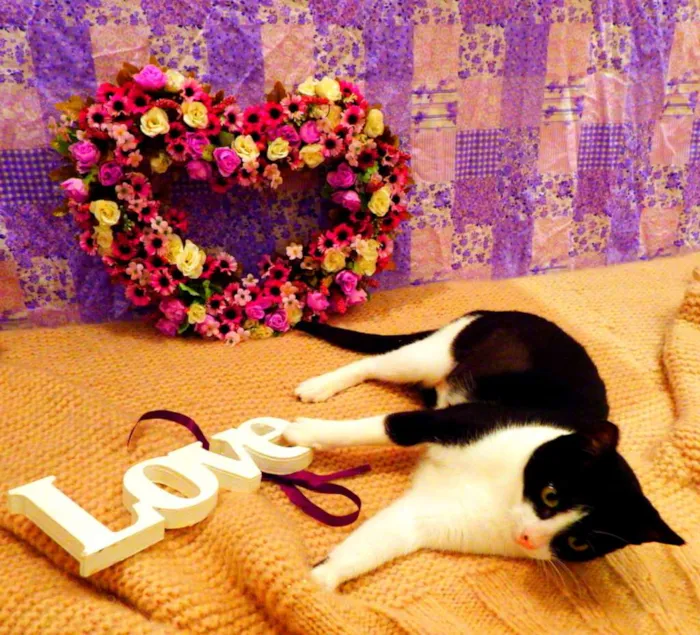 Gato ra a SRD idade 2 a 6 meses nome Nina - castrada, FI