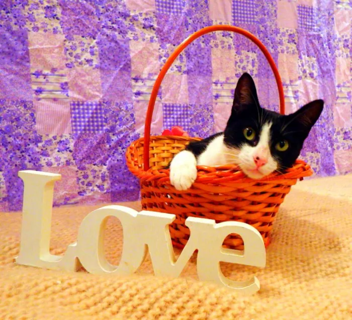 Gato ra a SRD idade 2 a 6 meses nome Nina - castrada, FI