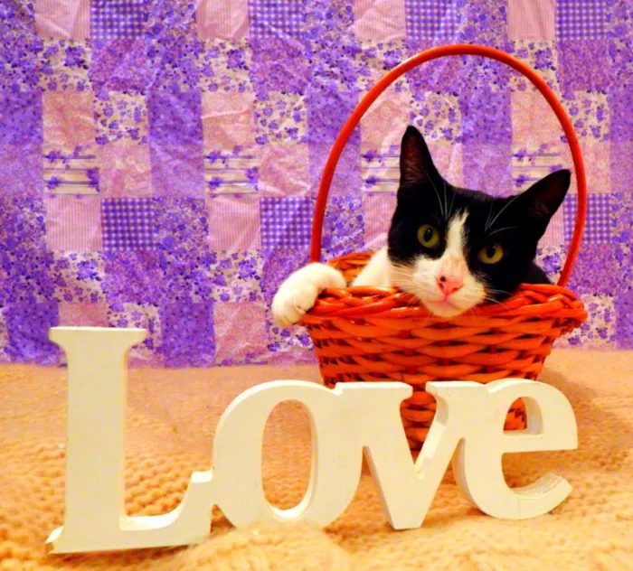 Gato ra a SRD idade 2 a 6 meses nome Nina - castrada, FI