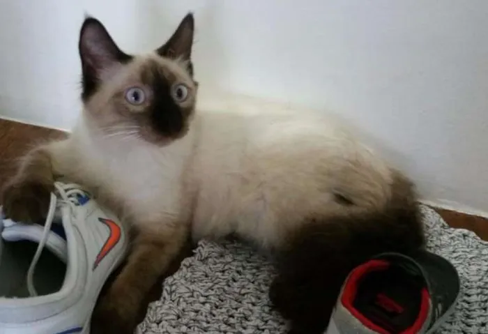 Gato ra a Siamês idade 7 a 11 meses nome Claudio