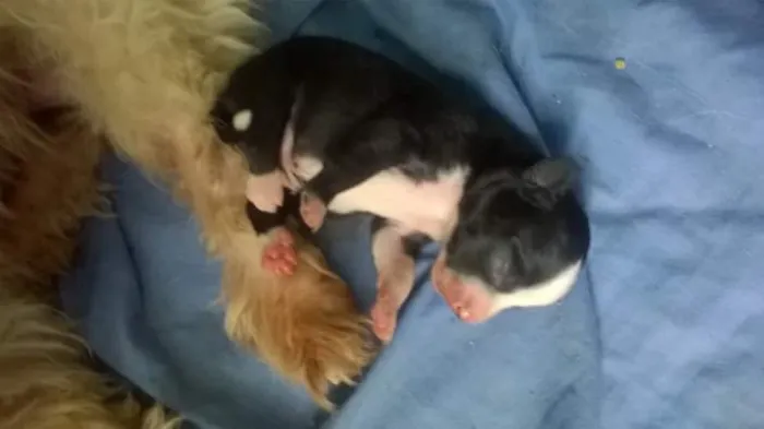 Cachorro raça Maltês com pinch idade 2 a 6 meses nome nino