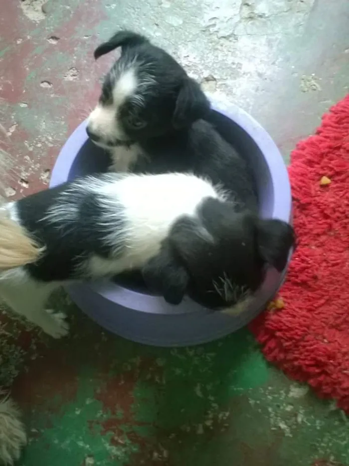 Cachorro raça Maltês com pinch idade 2 a 6 meses nome nino