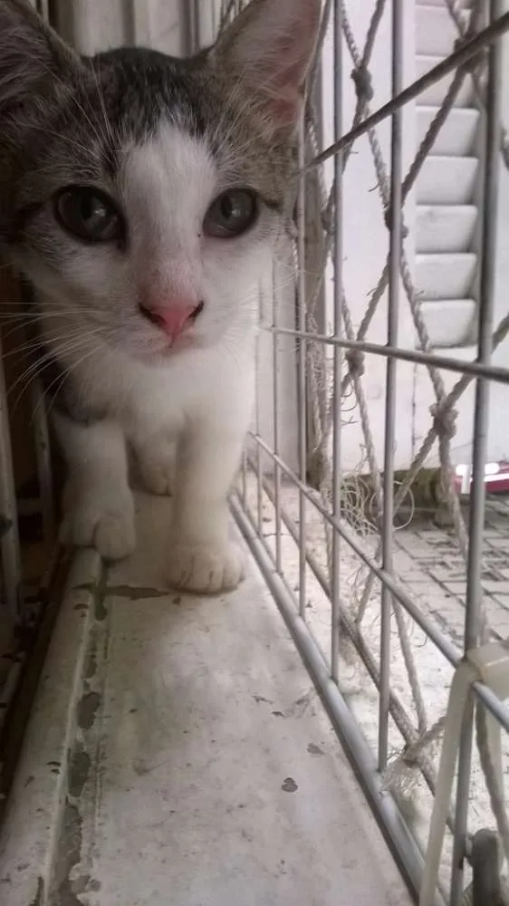 Gato ra a srd idade 2 a 6 meses nome Brunella