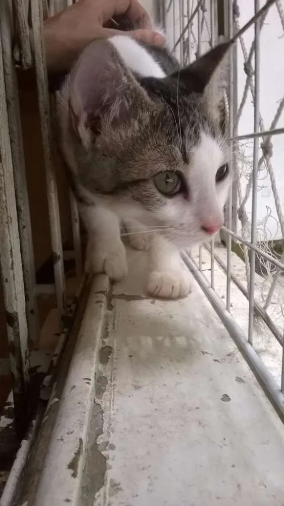 Gato ra a srd idade 2 a 6 meses nome Brunella