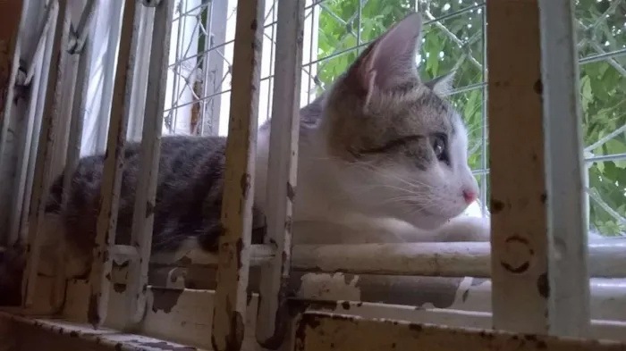 Gato ra a srd idade 2 a 6 meses nome Brunella