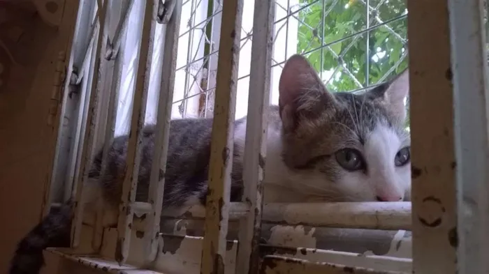 Gato ra a srd idade 2 a 6 meses nome Brunella