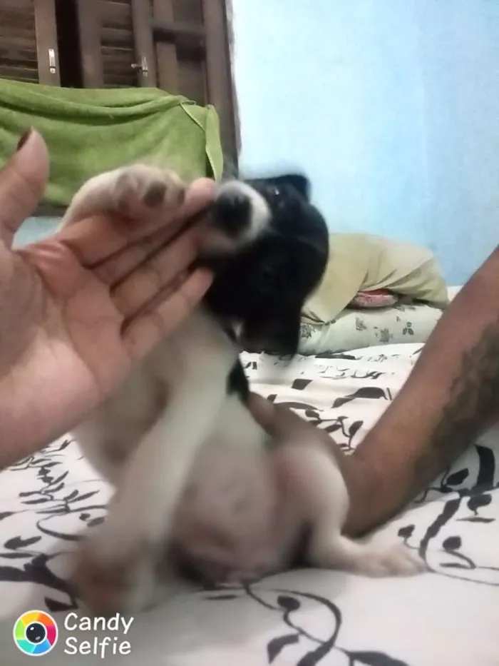 Cachorro ra a Não  definida idade Abaixo de 2 meses nome Sem nome