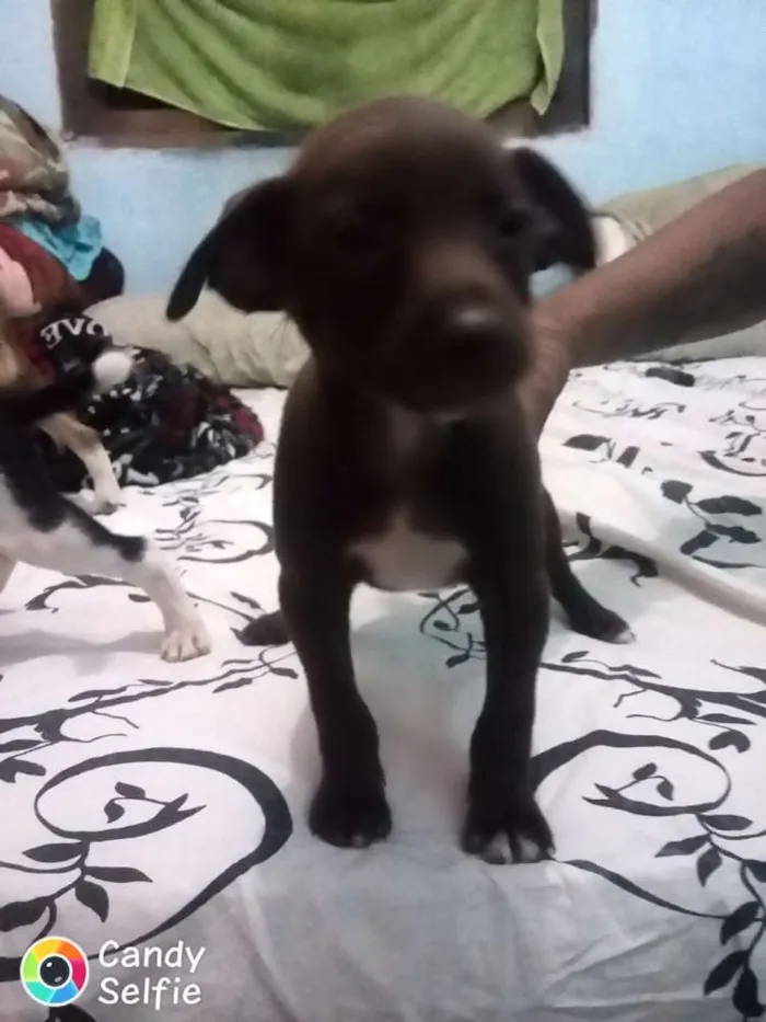 Cachorro ra a Não  definida idade Abaixo de 2 meses nome Sem nome