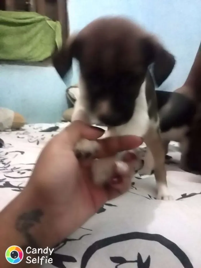 Cachorro ra a Não  definida idade Abaixo de 2 meses nome Sem nome