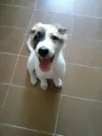 Lilica