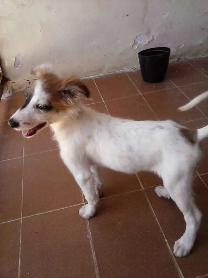 Cachorro ra a SRD idade 2 a 6 meses nome Lilica
