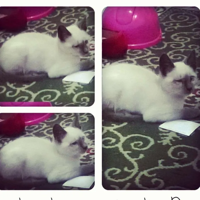 Gato ra a Siamês idade Abaixo de 2 meses nome Denguinho