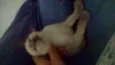 Denguinho