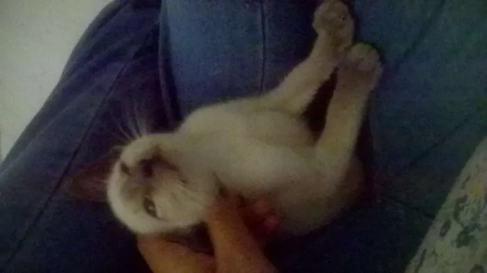 Gato ra a Siamês idade Abaixo de 2 meses nome Denguinho