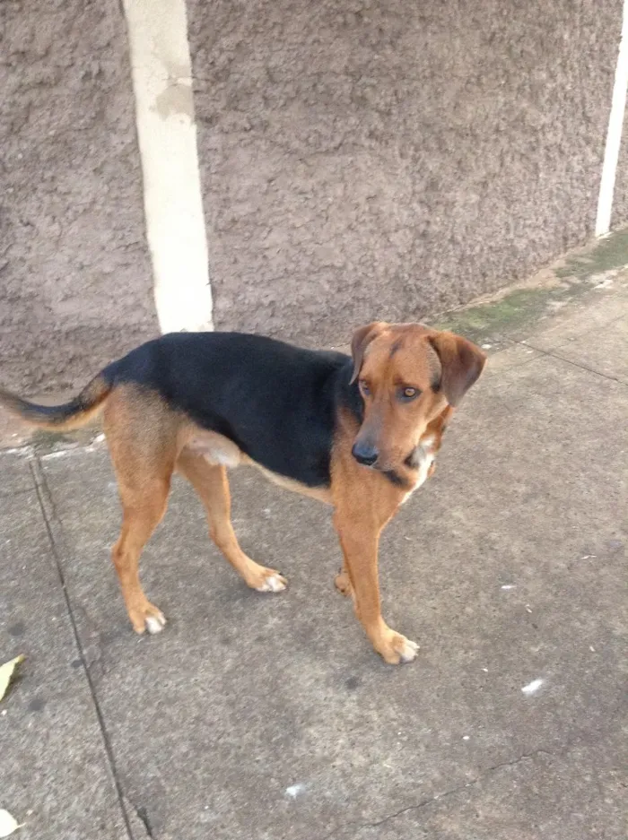 Cachorro ra a SRD  idade 2 anos nome Black