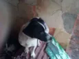 Gordo