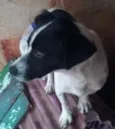 Gordo