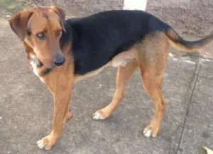 Cachorro raça SRD  idade 2 anos nome Black