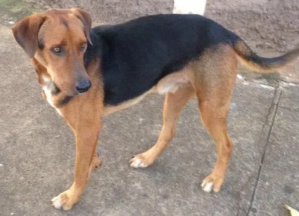 Cachorro ra a SRD  idade 2 anos nome Black