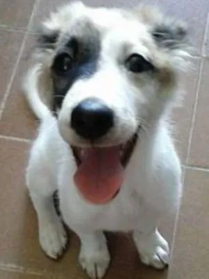Cachorro raça SRD idade 2 a 6 meses nome Lilica